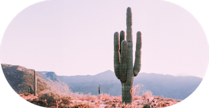Cactus